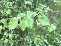 Styrax redivivus