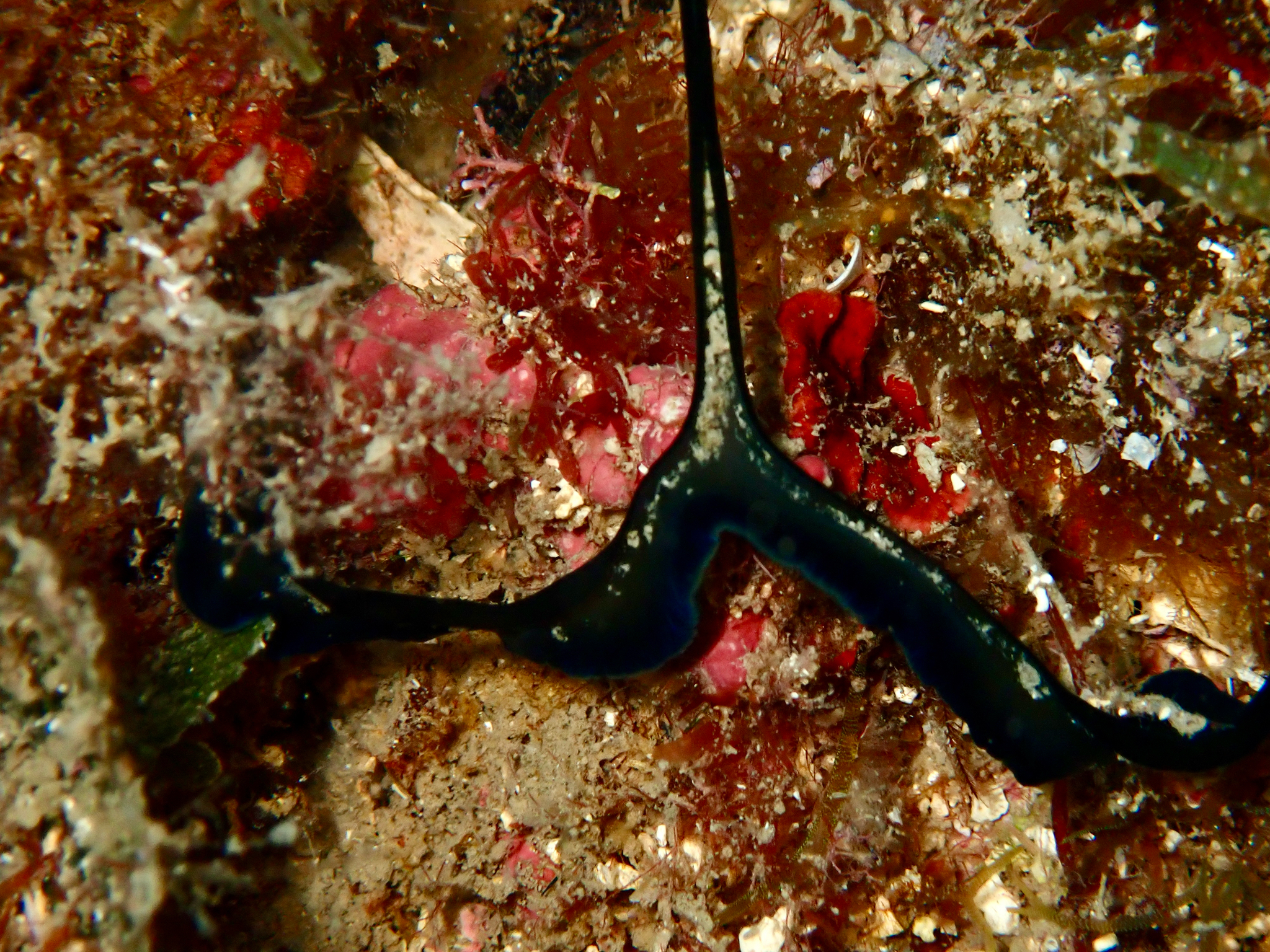 Bonellia viridis Rolando, 1822