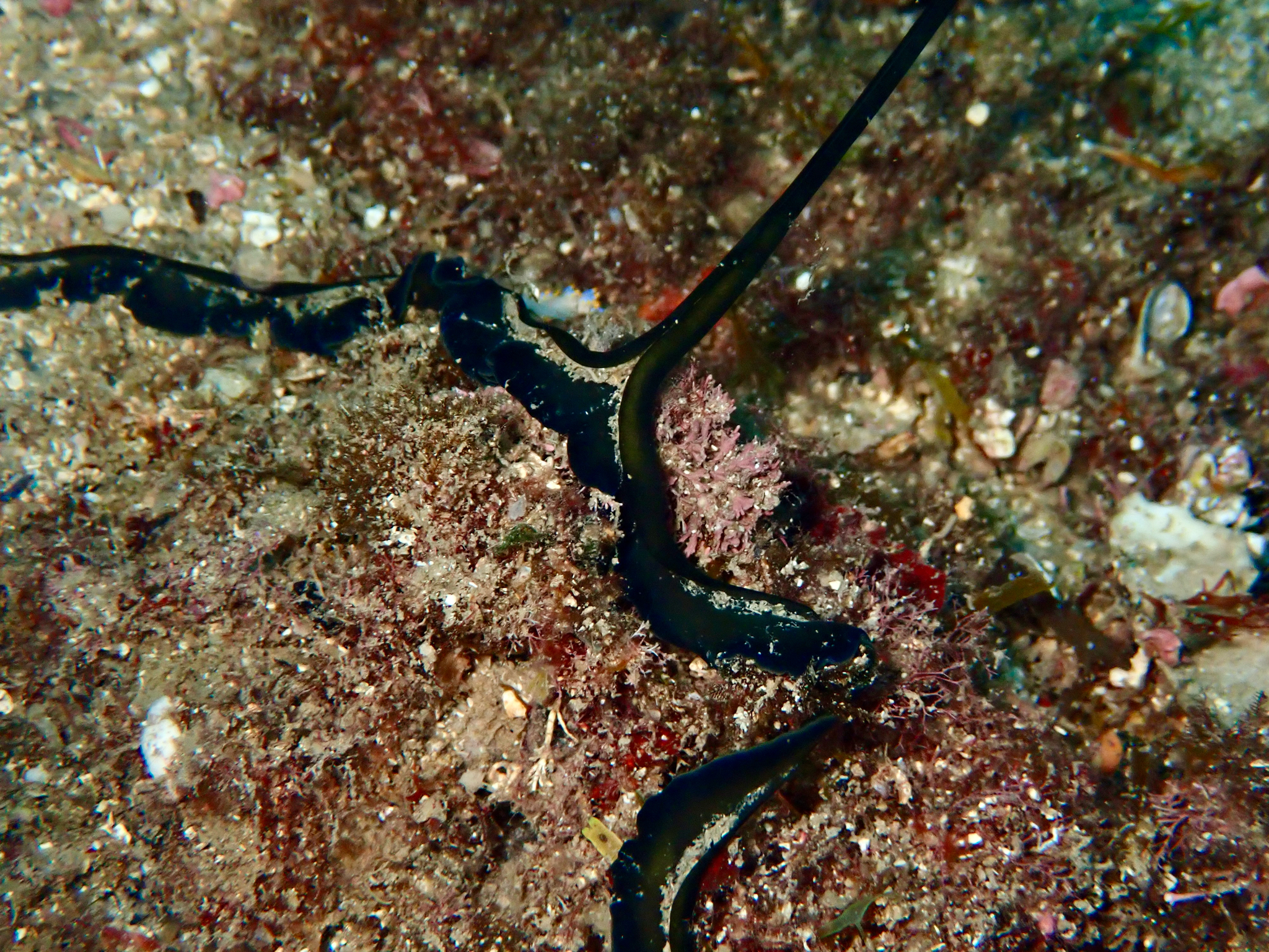 Bonellia viridis Rolando, 1822