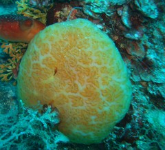 Aplidium conicum