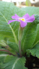 Primula vulgaris rubra