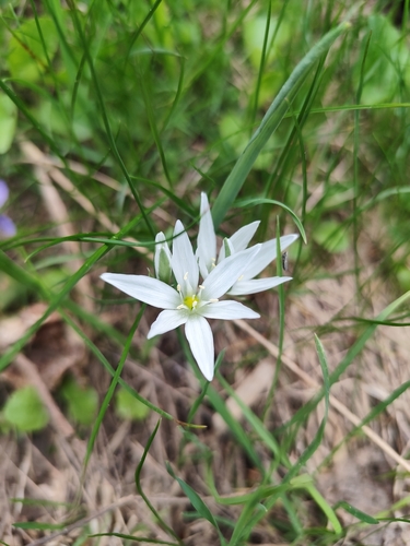 Ornithogalum oligophyllum