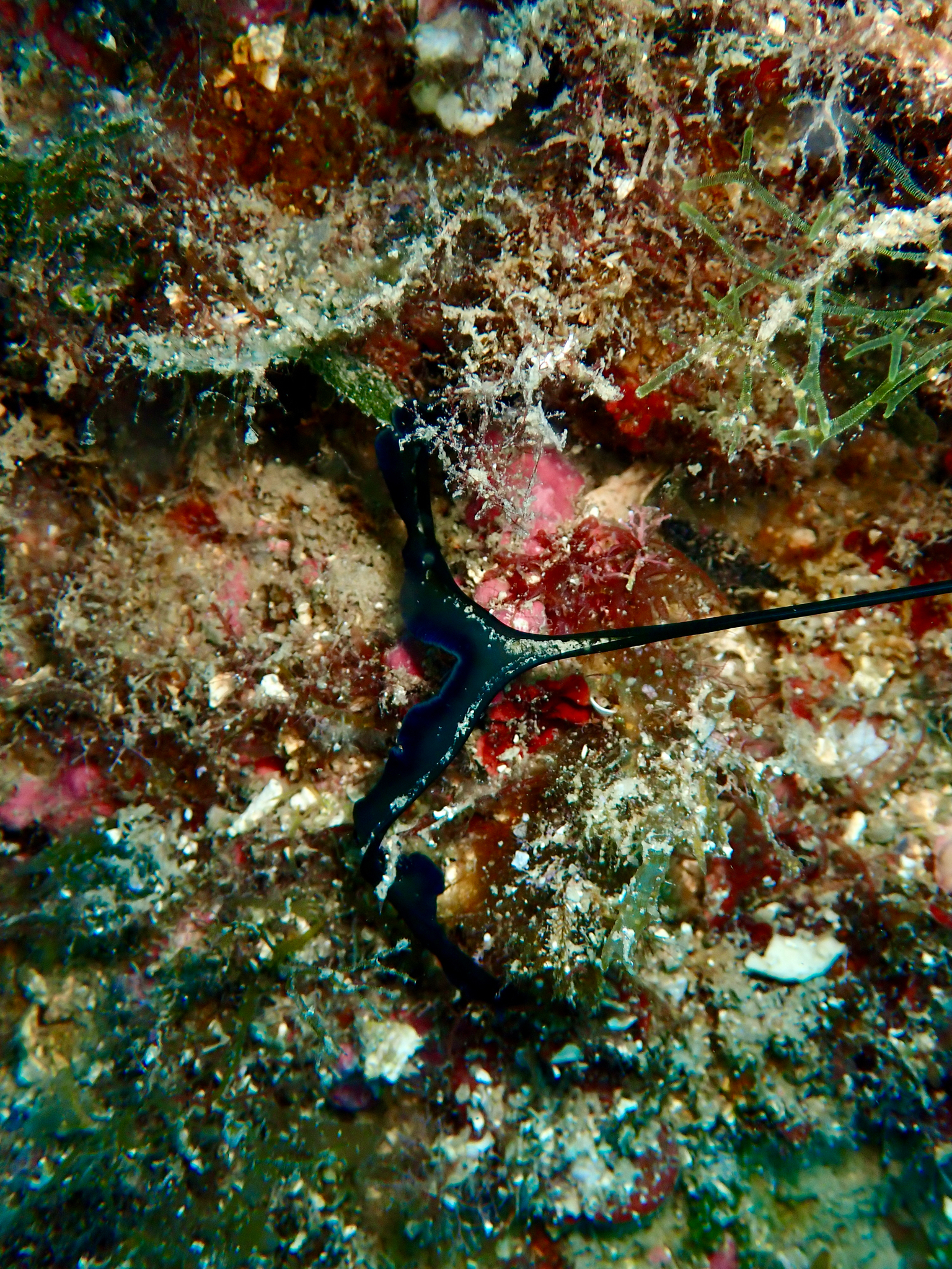 Bonellia viridis Rolando, 1822