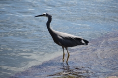 Egretta novaehollandiae