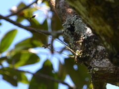 Polystachya foliosa
