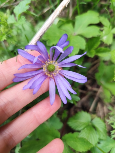 Greek Anemone