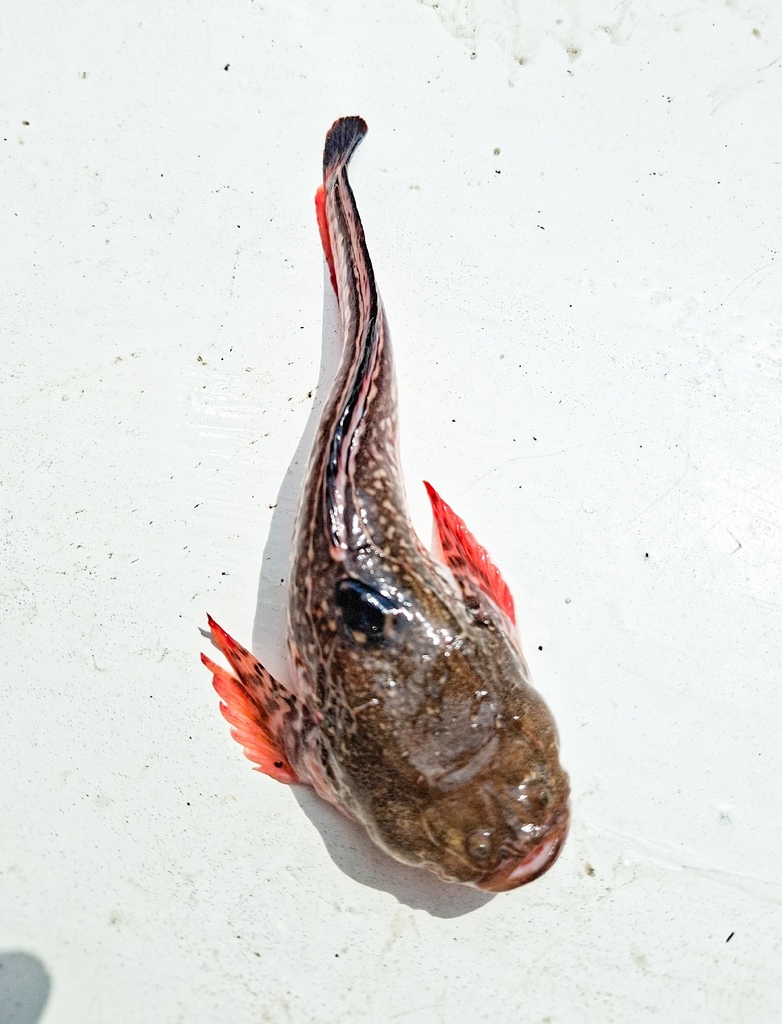 Dows gifpadvis (Daector dowi) — Batrachoididae