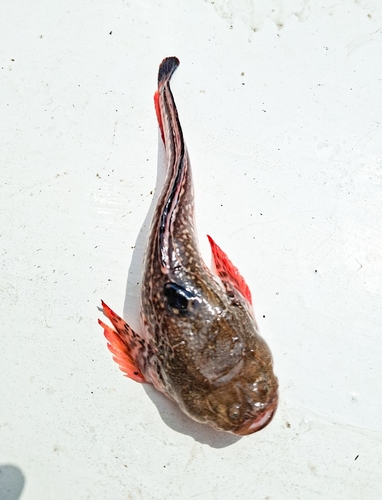Dow's toadfish (Daector dowi) — Batrachoididae