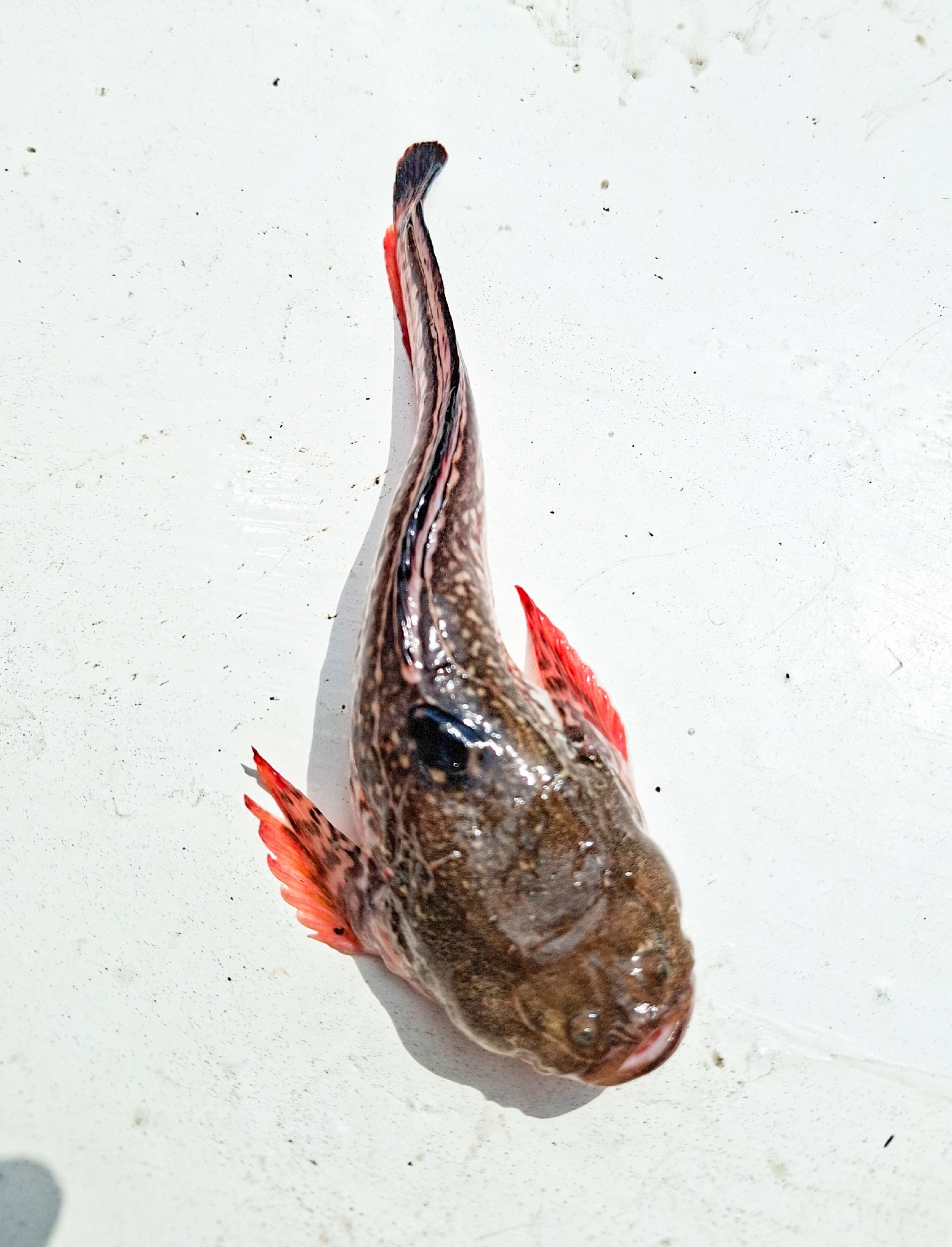 Dow's Toadfish