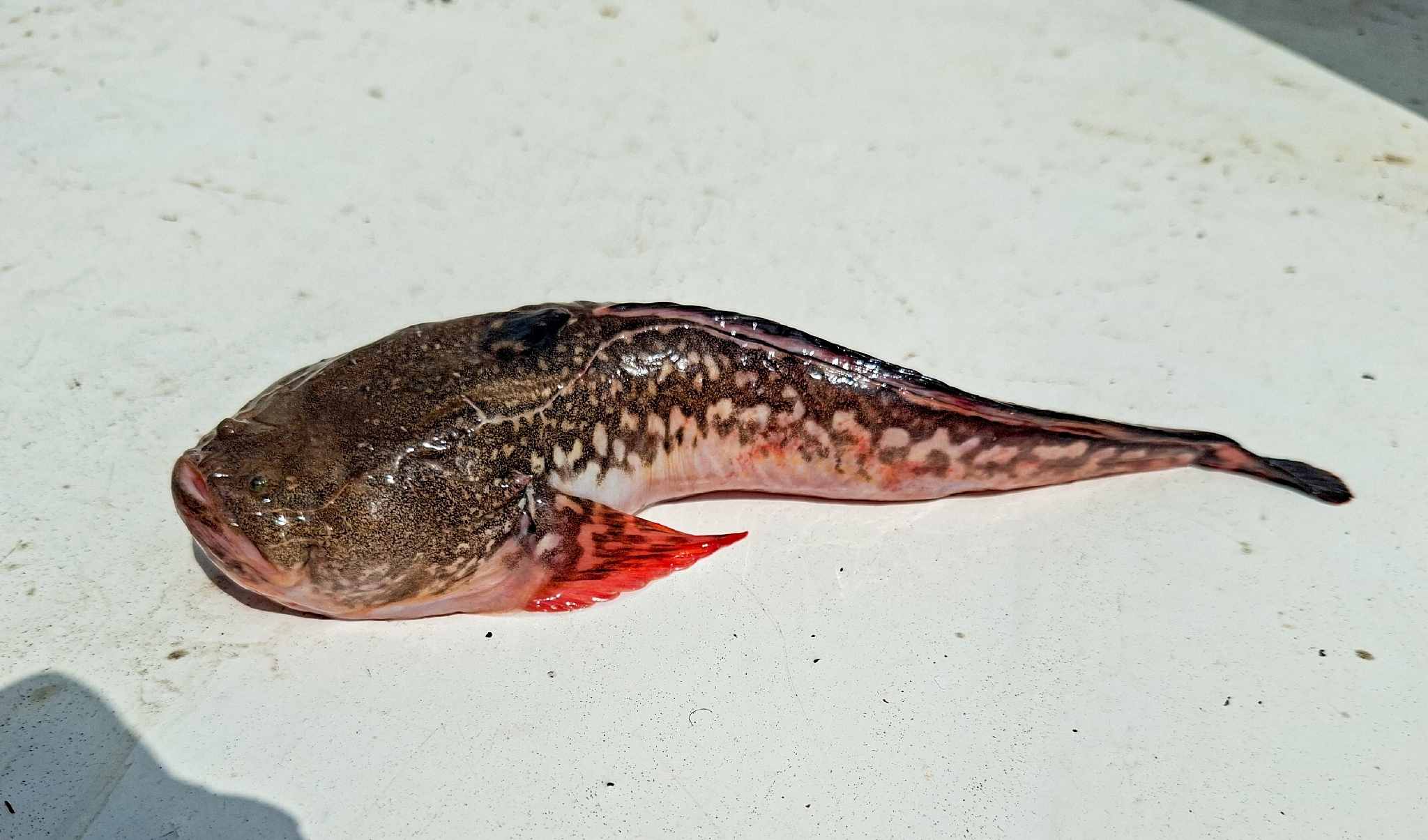 Dow's Toadfish photo 2