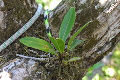 Anthurium paludosum, photograph (c) Letizia Weichgrebe, some rights reserved (CC BY)