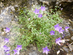 Campanula waldsteiniana
