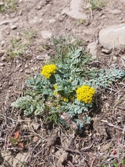 Cymopterus longipes