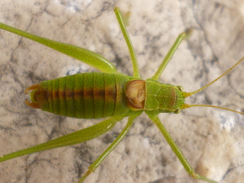 Dinarski ljuskokrili konjic (Leptophyes intermedia)