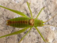 Leptophyes intermedia