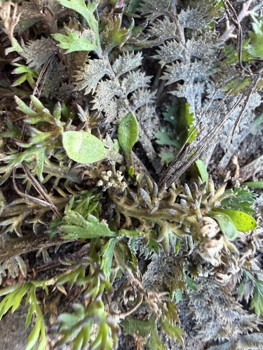 Lepidium tenuicaule observed 2026-05-17