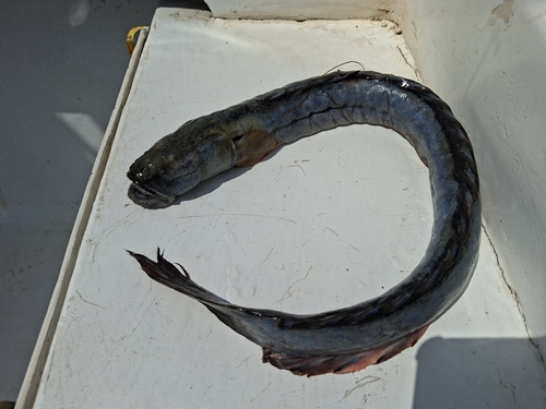 Peruvian eelgoby (Gobioides peruanus) — Gobiidae