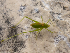 Leptophyes intermedia