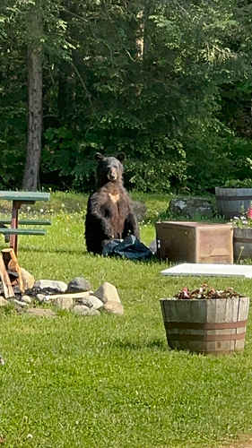 American Black Bear photographed in Connecticut