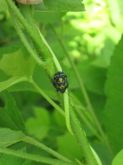 Orsilochides variabilis