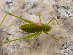 Leptophyes intermedia