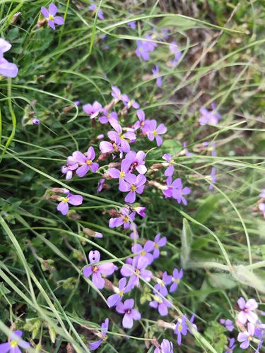 purple rock cress