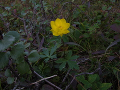 Trollius sibiricus