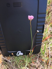 Armeria maritima californica