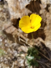 Eschscholzia androuxii