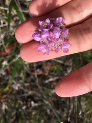 Armeria maritima californica