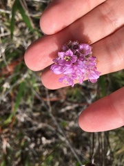 Armeria maritima californica