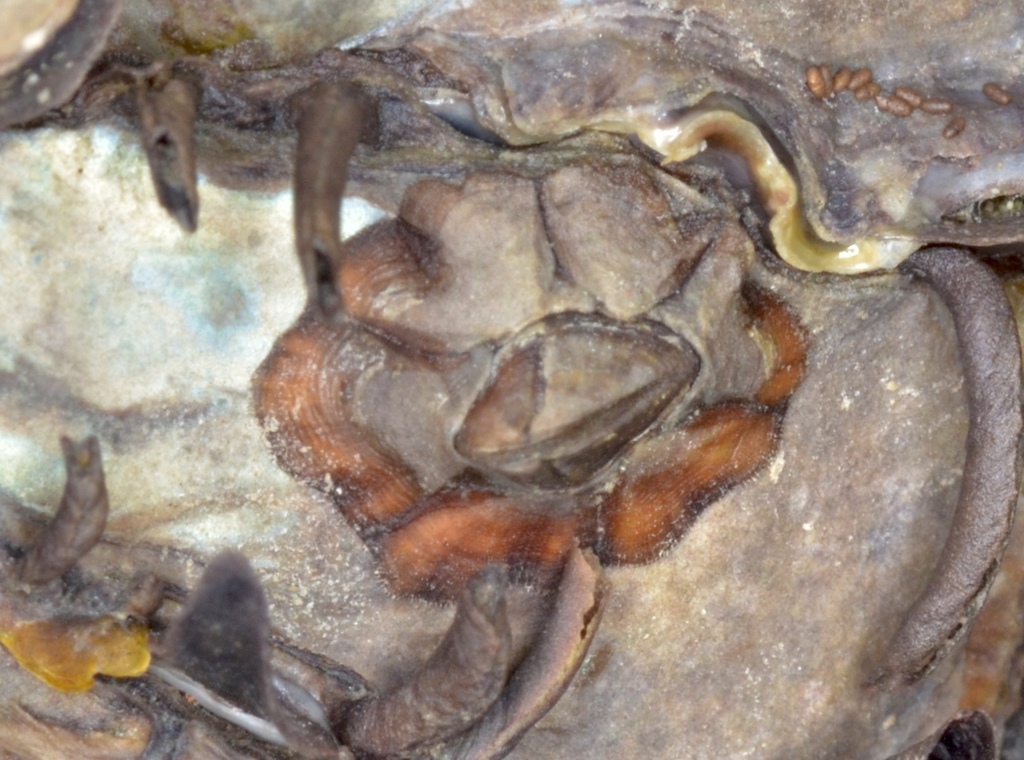 Microeuraphia permitini