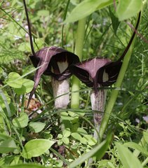 Arisaema thunbergii urashima