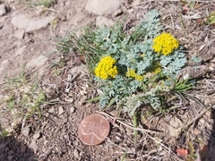 Cymopterus longipes