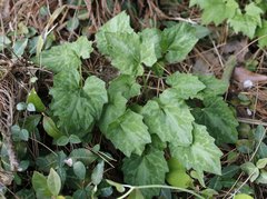 Ainsliaea cordifolia