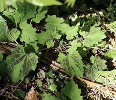 Ainsliaea cordifolia