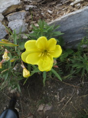 Oenothera elata hirsutissima