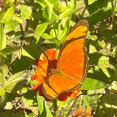 Dryas iulia alcionea