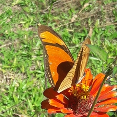 Dryas iulia alcionea