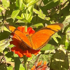 Dryas iulia alcionea