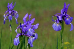 Iris spuria