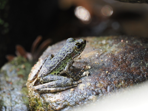 Marbled Tenasserim Frog, Amolops panhai