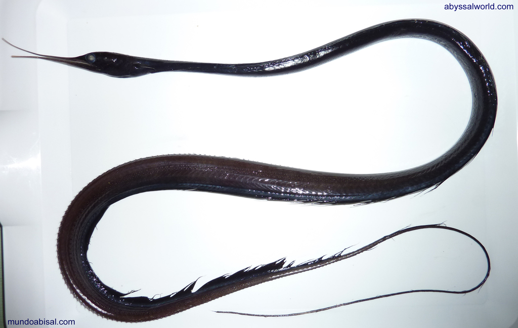 Polygon-spotted Snipe Eel
