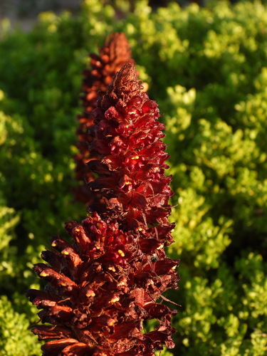 Orobanche foetida, photograph 2