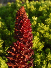 Orobanche foetida, photograph (c) Duarte Frade, some rights reserved (CC BY)