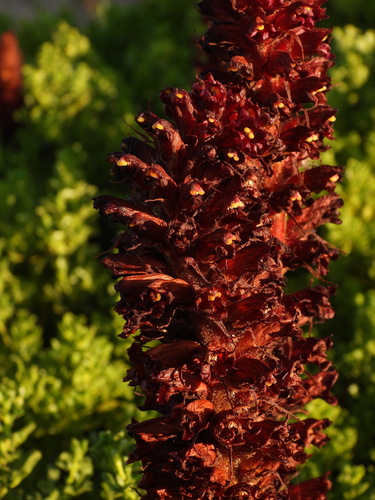 Orobanche foetida, photograph 3