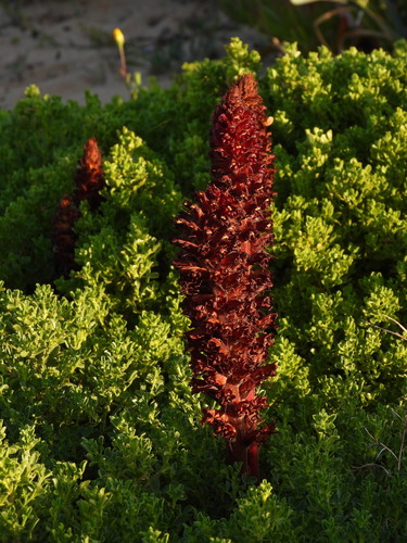 Orobanche foetida
