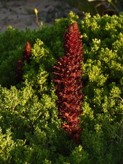 Orobanche foetida