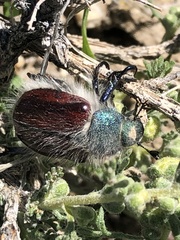 Paracotalpa granicollis