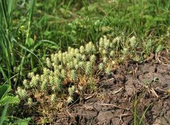 Ceratocephala falcata